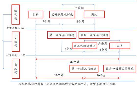 2017年中国白羽肉鸡引种及周期拐点分析