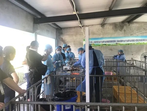 “兽医抗疫图鉴”获奖作品分享|防疫保供篇（十二）：《战一线 抗新冠，拼技能 展“医”风》——朱晓英