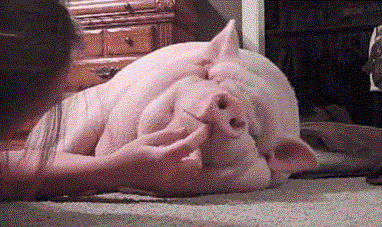 1628062823680155.gif 640.gif